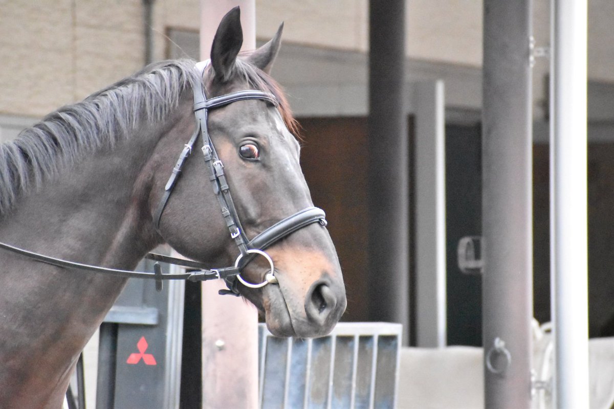 エド4世 (@edward4th66) / Posts / X