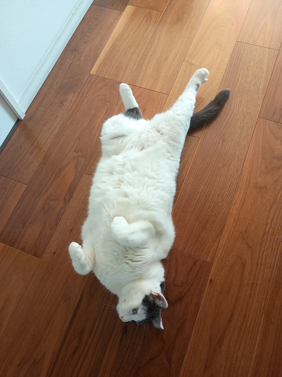 これは日なたで寝ていた（岩盤浴に相当）猫が、日陰の冷えた