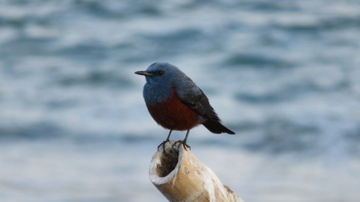 Hawk3330's tweet image. Art of the Day! "不思議な青い鳥　「Magical blue bird」". View at: ArtPal.com/HawkOren?i=301…