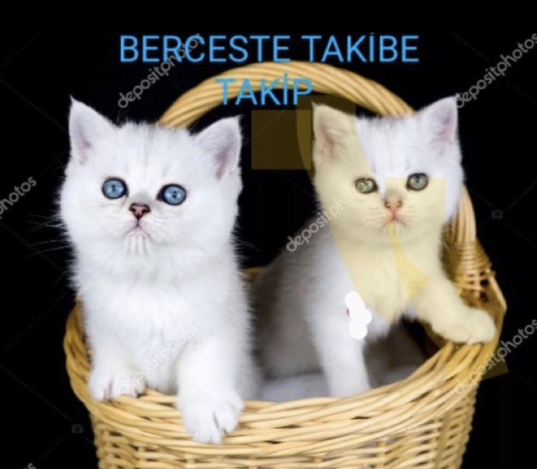 🧿BER©️£ST£🧿
          ♨️🔙♨️
<a href="/Ertyks/">@Ertuğrul</a>
<a href="/nryd37/">Nuray</a>
<a href="/1omar42/">CNK</a>
<a href="/Hnde00/">🕷️H</a>
<a href="/2lem_1/">ADEM</a>
<a href="/Glsm21/">@Glsm</a>
<a href="/1_drs42/">Dursun</a>
<a href="/_tb34/">Ömer güngör</a>
<a href="/_tc36/">hakan kaynak</a>
<a href="/ik_ra1/">💕𑜞᭄ °•°Pişştt...Herkes işine baksın 💕𑜞᭄</a>
<a href="/2lem1/">ADEM</a>
<a href="/ik_ra3/">ikra❤2</a>
<a href="/mhmttt_3/">Memo3</a>
<a href="/Turanalti/">Turan</a>
<a href="/mhmtt122/">🅼🅴🅼🅾</a>
<a href="/drssn_42/">Dursun</a>
<a href="/Atkn90/">Atakan</a>
<a href="/_Dy35/">DOLUNAY</a>
<a href="/SiirSL1/">🌬️@SiirSL1🎊🎊</a>
<a href="/SiirSL_/">𝗦𝗶𝗶𝗿𝗦𝗟_💣💯✌️💯✌️💯✌️</a>
<a href="/nykdmrl/">Nur🌙</a>
<a href="/mmkral_/">Ahmet</a>
<a href="/talhaacar4231/">Talha</a>