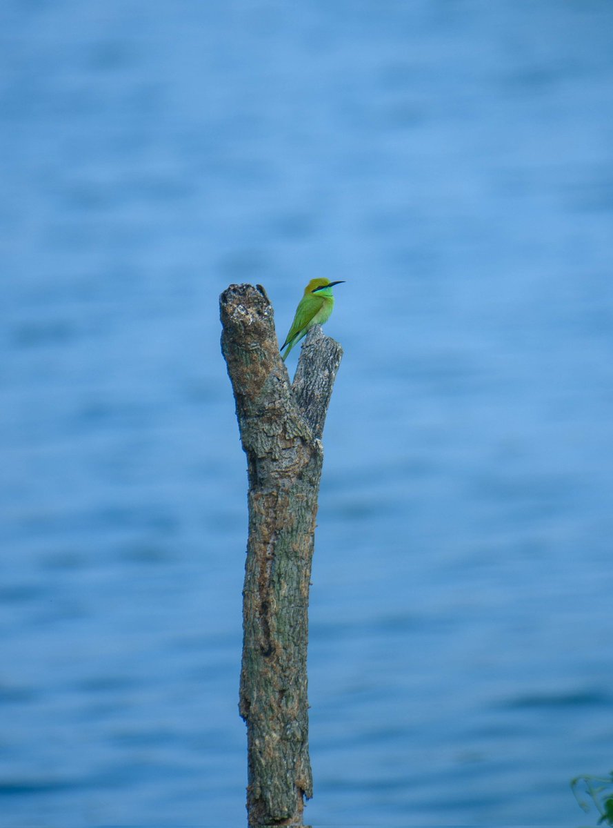 the avinasha tweet media