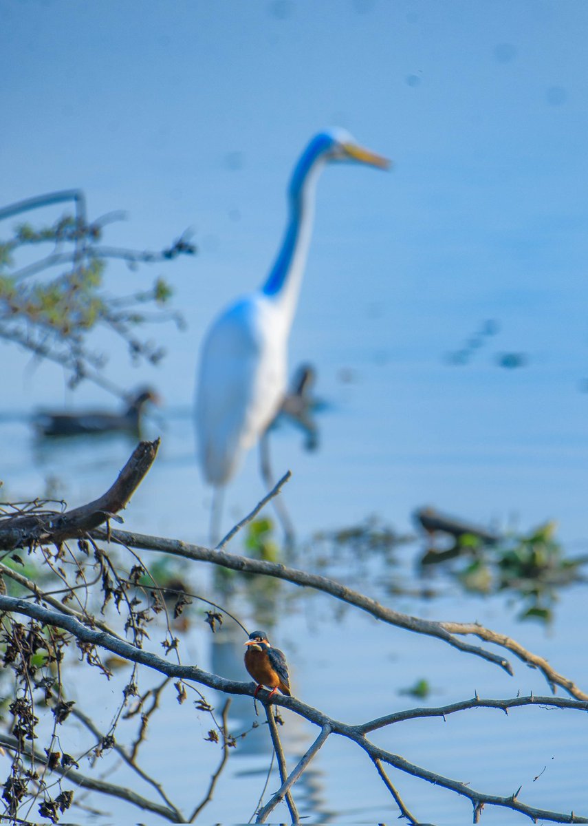 the avinasha tweet media