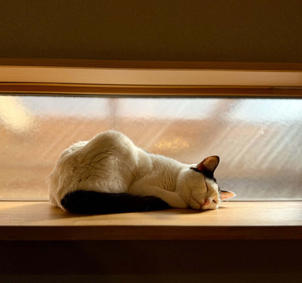 日向木穂子ページ 日向ぼっこ、気持ちいいねぇ