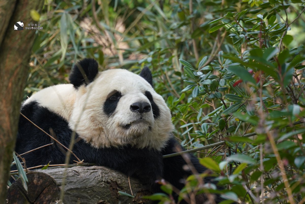 シャンシャンの家 (@NanSenko78281) / Highlights / X