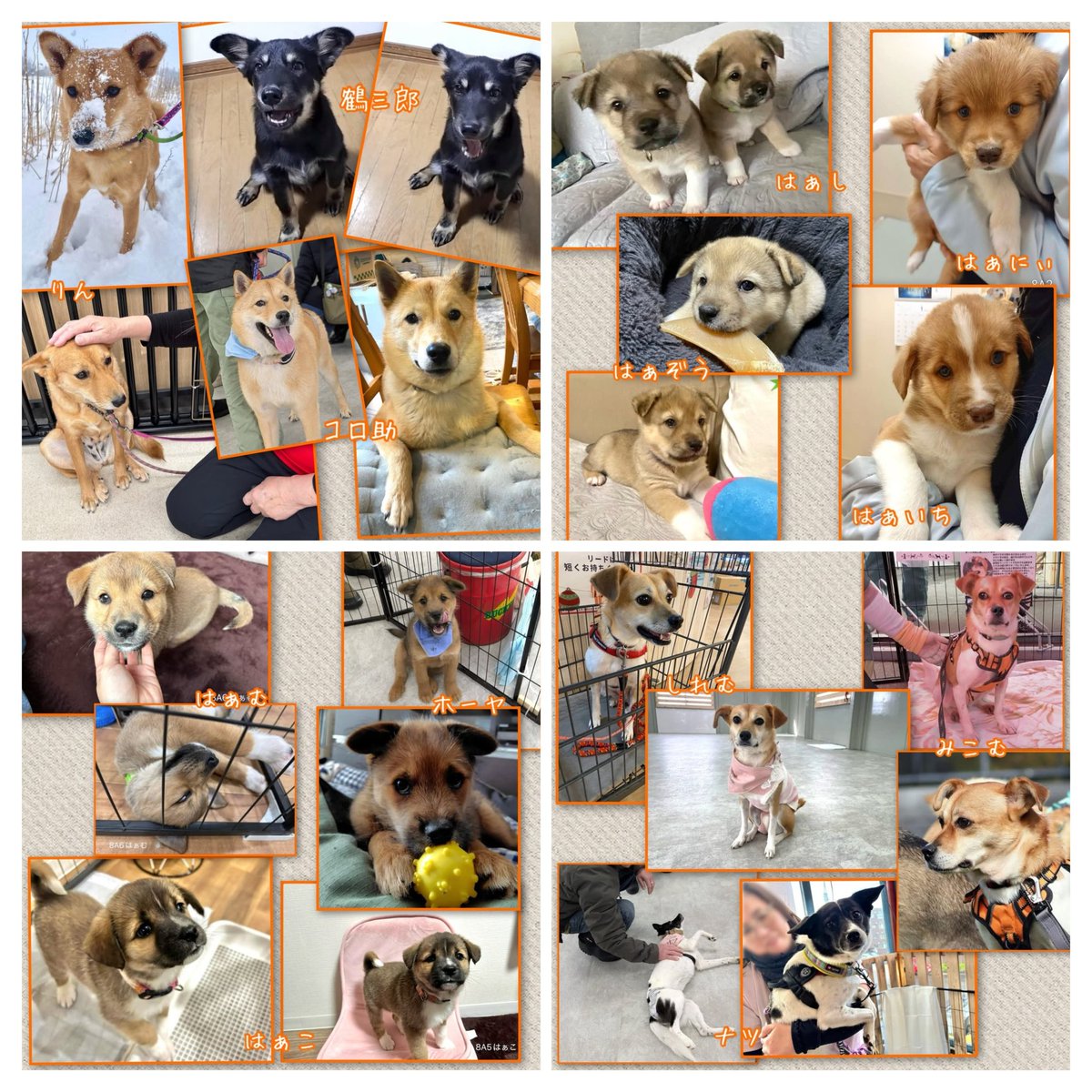 📣1/10日・11日は保護犬譲渡会！📣

🐶参加メンバーご紹介②🐶

ジョイフルエーケー大麻店に会いに来てねー💖
by保護犬メンバーず🐾

🍀日程はポスターをご覧ください

🍀詳しくはコチラ↓
instagram.com/p/DTRlEoDkiez/…

#譲渡会 #雑種 #里親募集 #北海道
#札幌市 #子犬 #中型犬
#北海道犬