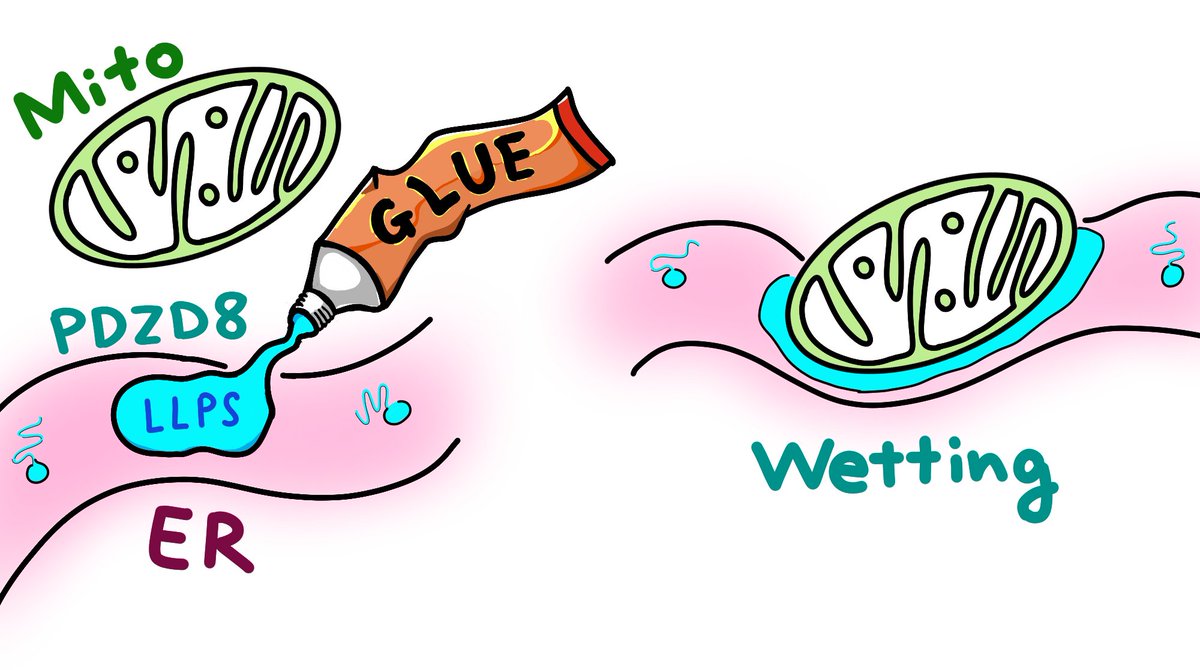 Hirabayashi Lab, Dept. Eng., UTokyo / 東大・工・神経細胞研 tweet media