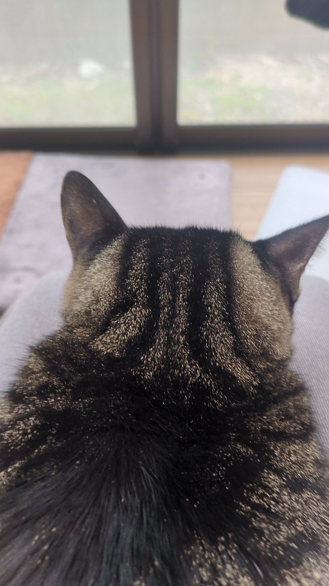 otochamadesu's tweet photo. みんな大好きコタ坊の後頭部 https://t.co/YZN1dcYP1s