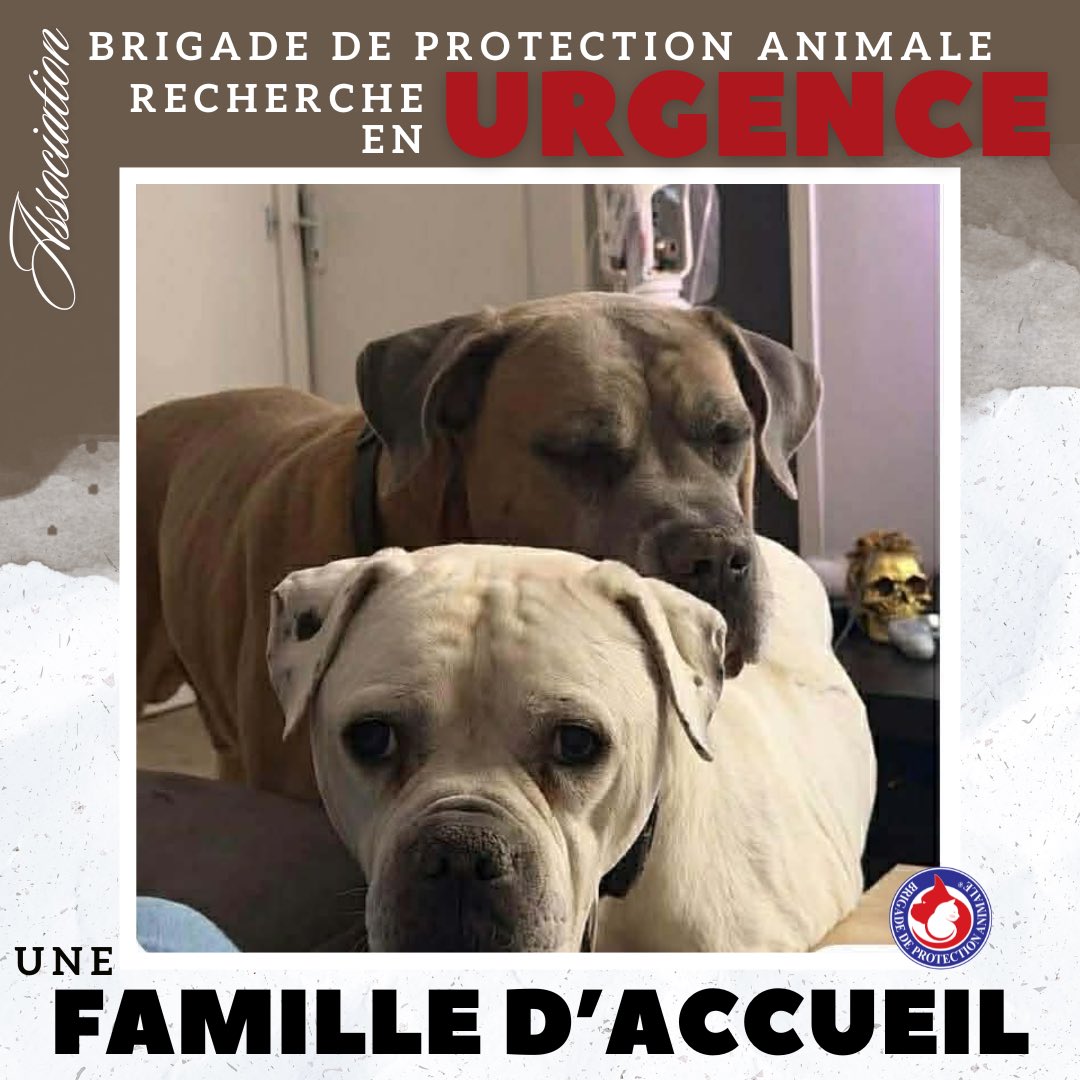 Brigade de Protection Animale – BPA tweet media