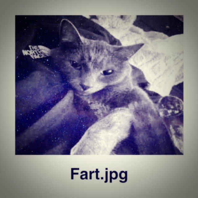 tonshima's tweet image. Pic of my cat