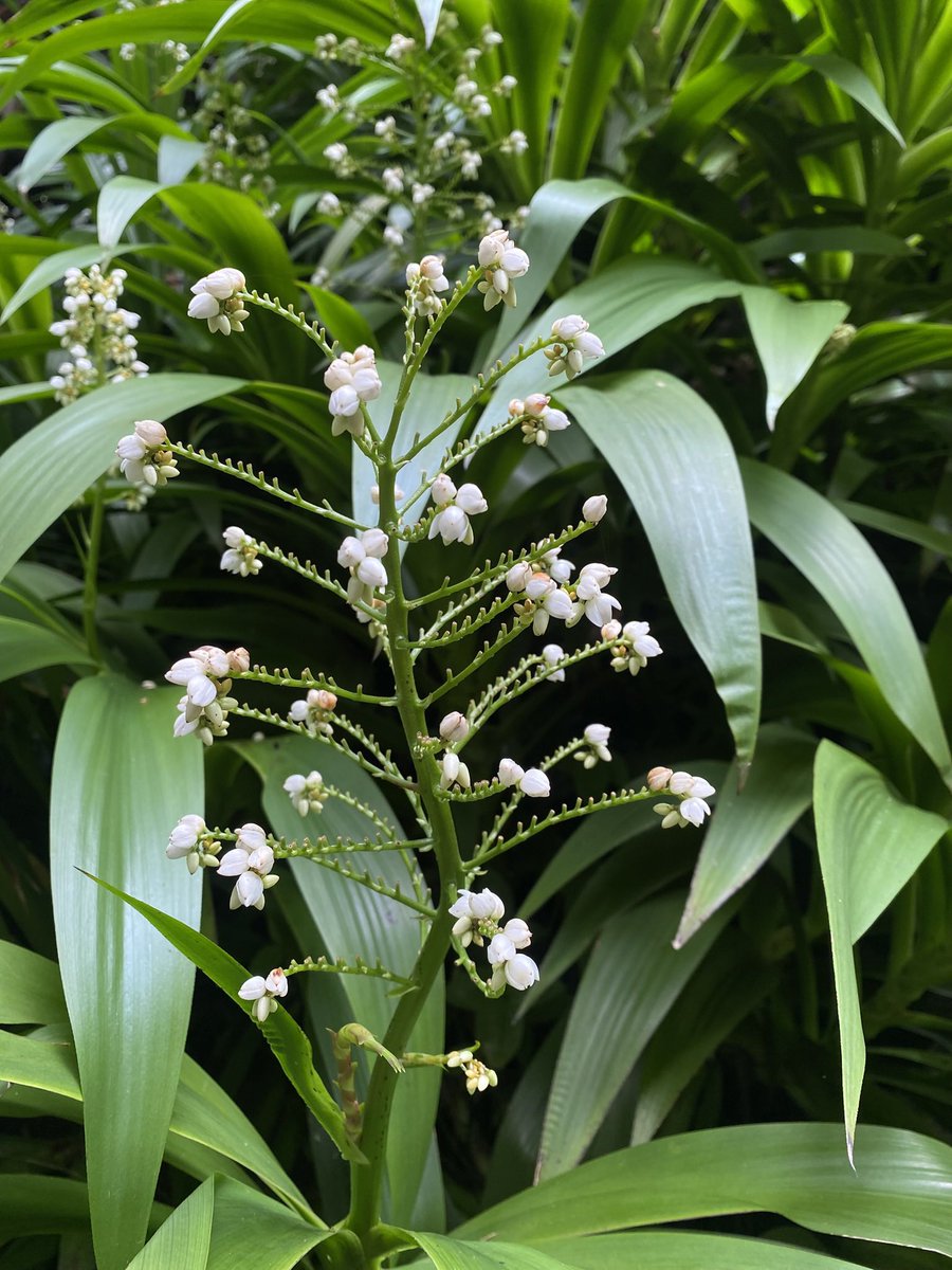 Di belakang Bumi Langit Institute tumbuh hamparan bunga anggrek tanah ini. Udah gitu pada berbunga semua. Cantik banget. Ini jenis anggrek tanah dengan nama latin Xiphidium caeruleum, umumnya dikenal sebagai Poderosa atau Anggrek Tanah Daun Kipas