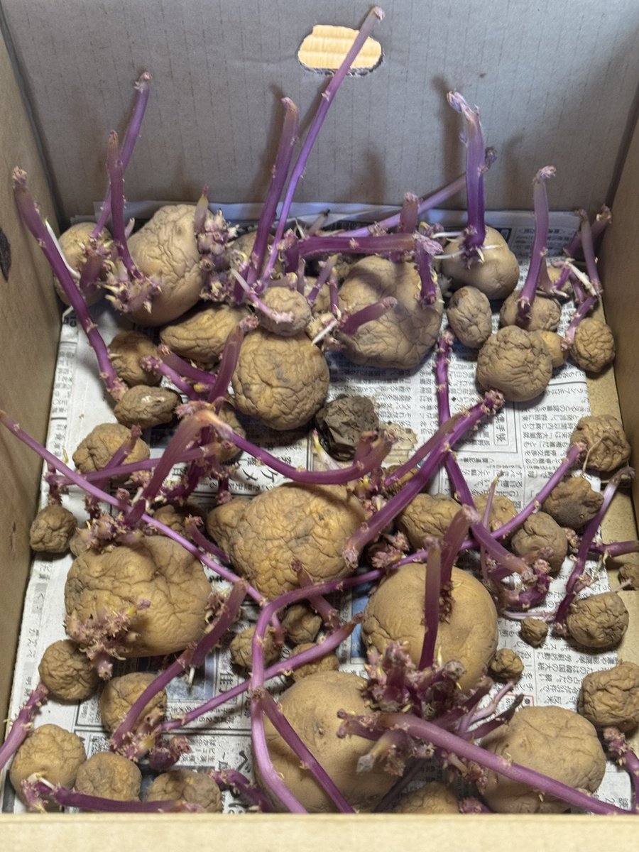 みかんパパ＠家庭菜園3年生 (@kabutannn) / Posts / X