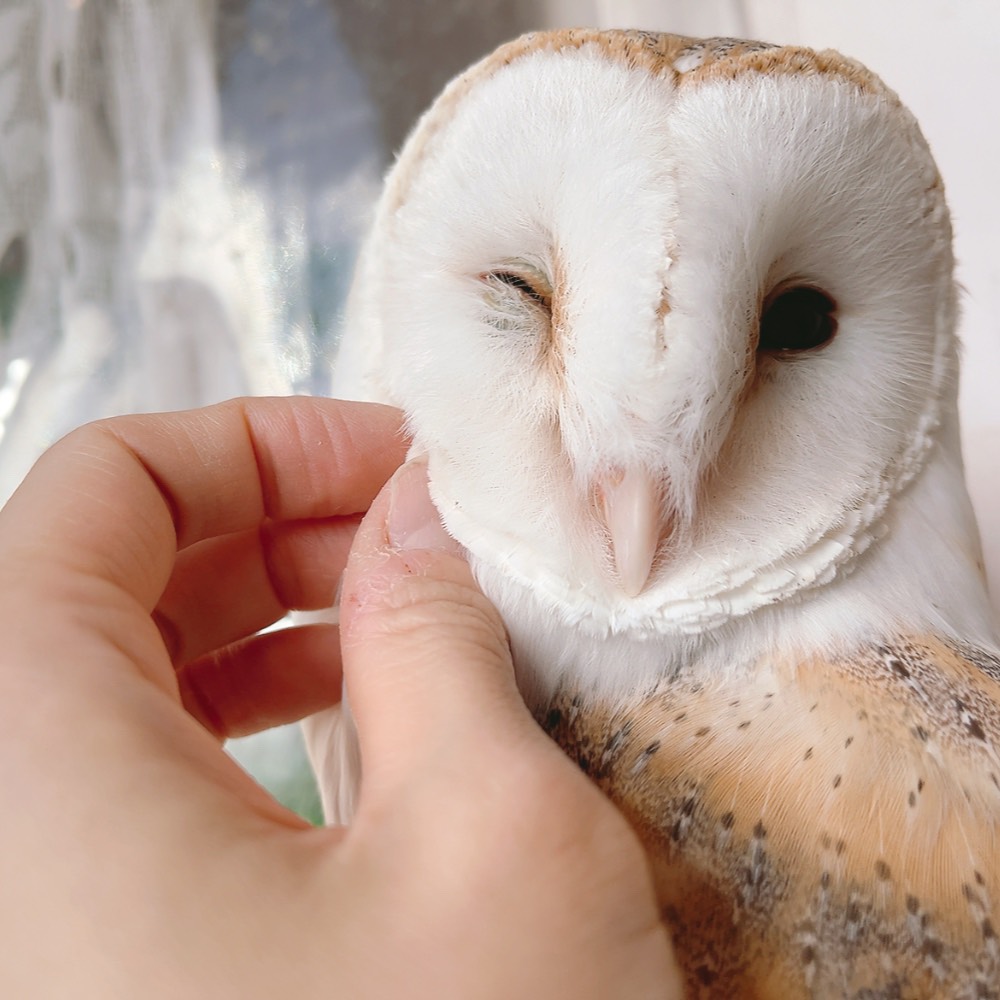 【原宿店】
アルト『もふもふマッサージ最高🦉💗』

#メンフクロウ #可愛い #もふもふ #推しが尊い #owlcafe