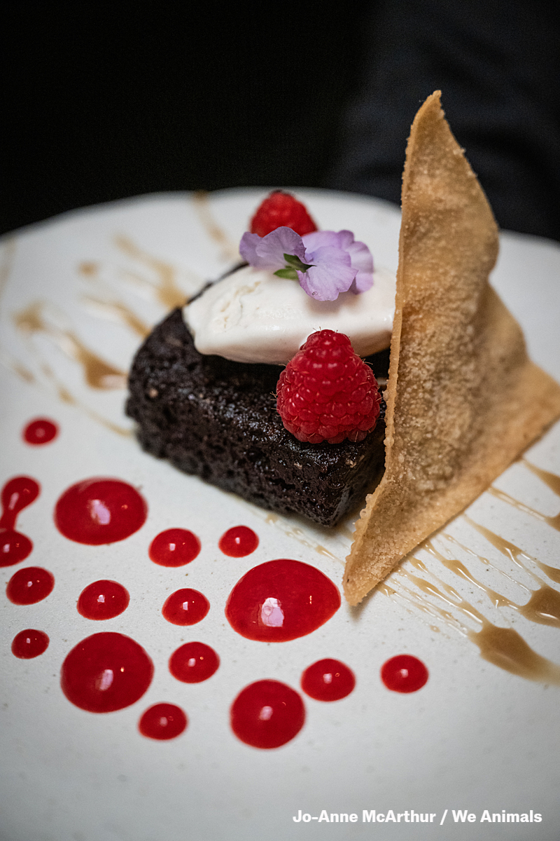 We Animals tweet media