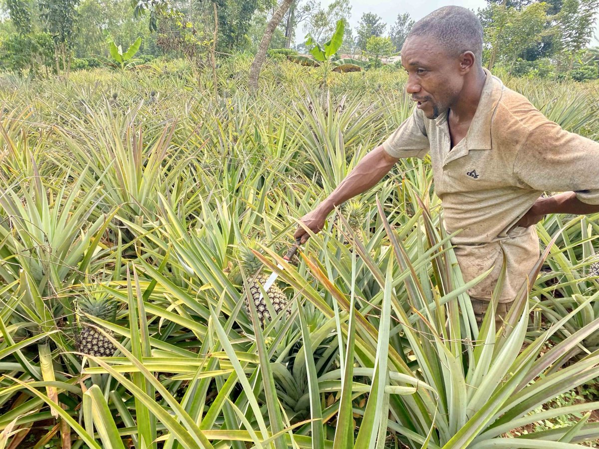 Musafarm Foods tweet media