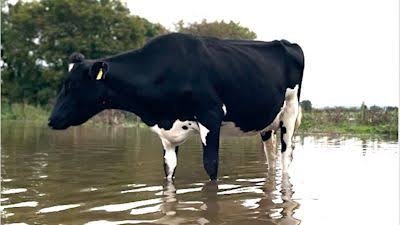 94% of water attributed to beef production is rainfall. Rain that was falling on that pasture anyway. Rain that the grass absorbs, the cow drinks, then pisses back into the soil within 24 hours.

This is called the water cycle. You might have learned about it in primary school.