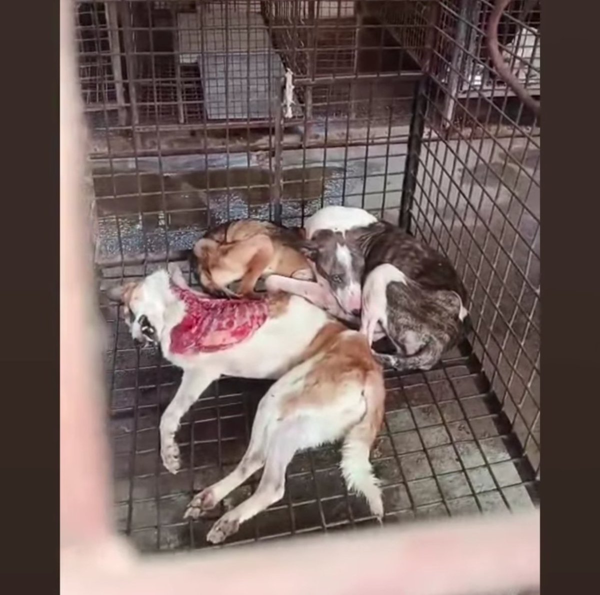NishaRajput786's tweet photo. The humane and beautiful shelters of India where only healthy and docile dogs will be kept for their entire life. No money, No food, No medicines, just horrific deaths.
#removemcfromanimalwelfare
#municipalcorporationchandigarh
#saveindianstreetdogs
#SaveLives #SupremeCourt https://t.co/7XmOgs5MVT