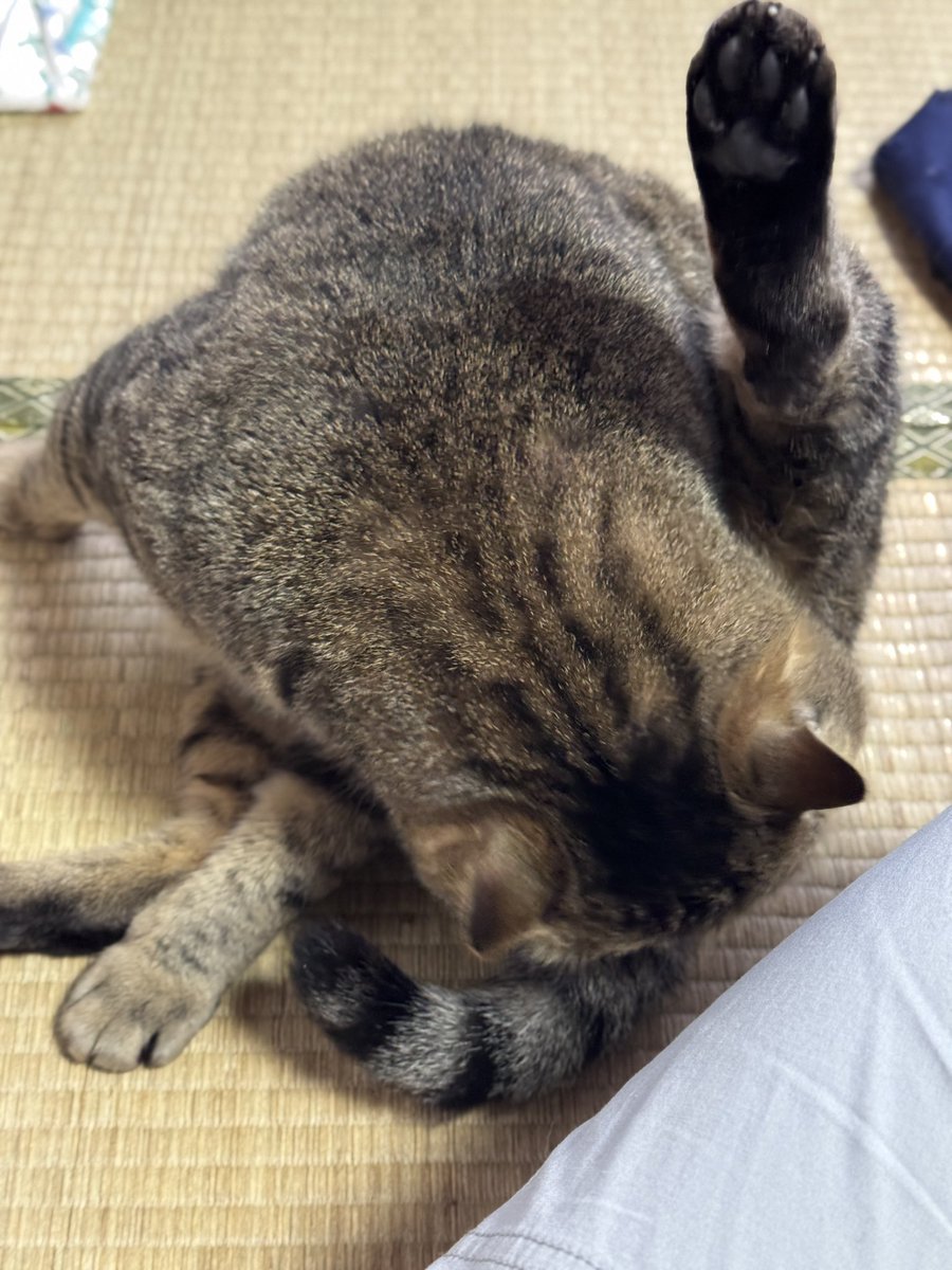 m7chord's tweet photo. ｷｬﾝﾀﾏを

見せてくれて

ありがとう

(令和八年　元旦) https://t.co/iUTJmbF5eF