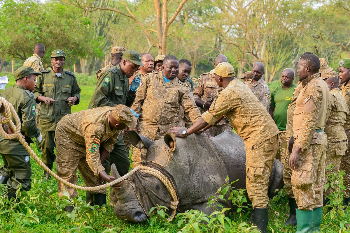 Jannie_jennah's tweet photo. In Frame 1, is the translocation of three southern white rhinos to the Mt. Kenya Wildlife Conservancy in Kenya

In Frame 2, is the translocation of the first 2 Southern White rhinos to Ajai Wildlife Reserve in Uganda

Same day, same activity, same goal! 

#RhinoTranslocation 
#RhinoConservation