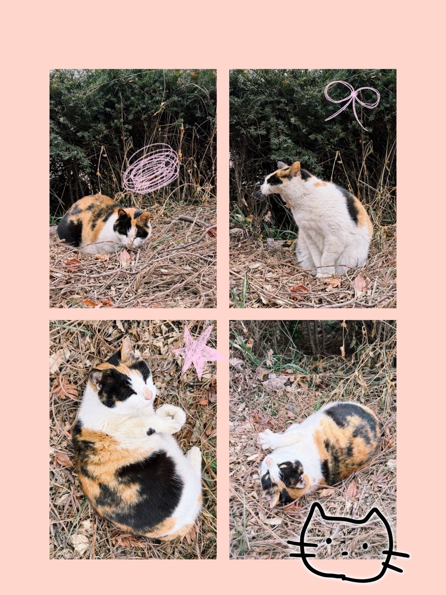 (졸려 ,하품 ,발라당 ,나 불렀냥) 냥 4종 세트

#직딩냥 #고양이 #귀여워 #힐링찰나