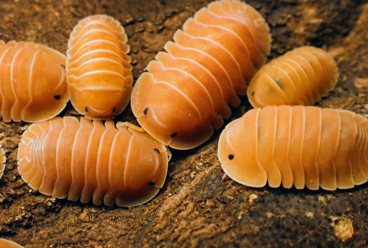 便所虫 タキ1/11アクアリウムバス【Round Collector】 (@Takisan0523) / Posts / X