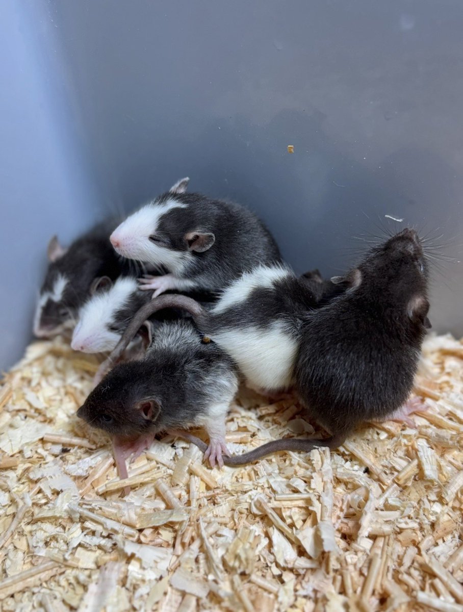 CLEAN RATSで繁殖した活餌は、
Side-B Collection 店頭にて販売中です🐭✨

栄養管理に配慮して育てた活餌を
各種取り揃えております🛒
ぜひご利用ください😊

#餌販売 #ラット #マウス #ヤワゲ