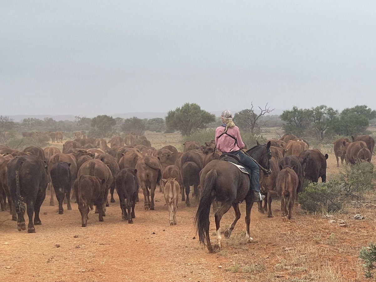 AgRecGroup's tweet photo. Station Management - Couple's Position.

Upper Gascoyne, WA
$130,000 to $160,000 + Super + Full Keep + Housing 
A rare opportunity for an experienced management couple to take the reins of a 196,000-hectare cattle breeding station in WA’s pastoral north.
https://t.co/mw5FEwBglf https://t.co/UQ1o9ck4rr
