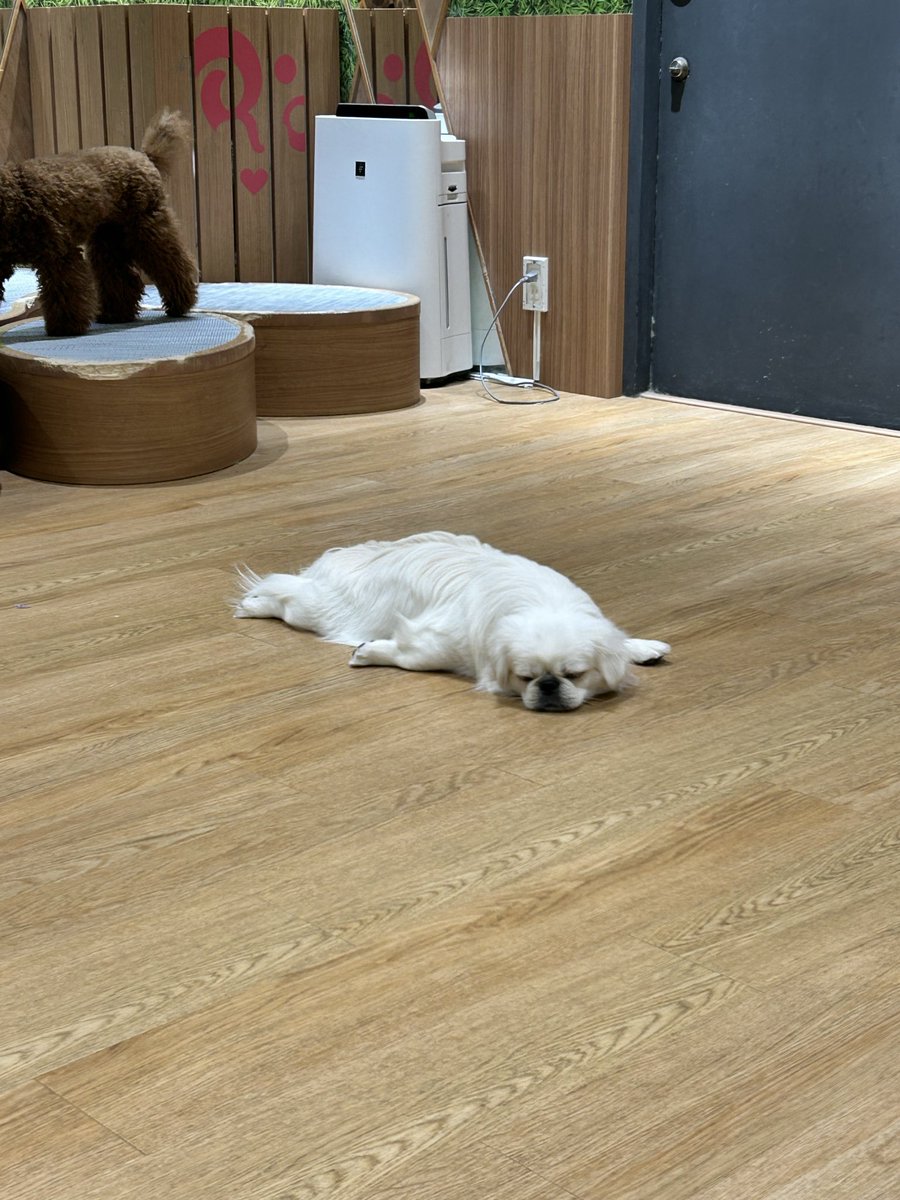 犬カフェおひとり様してきちゃいました🐶
犬まみれでしあわせ…🤤💕