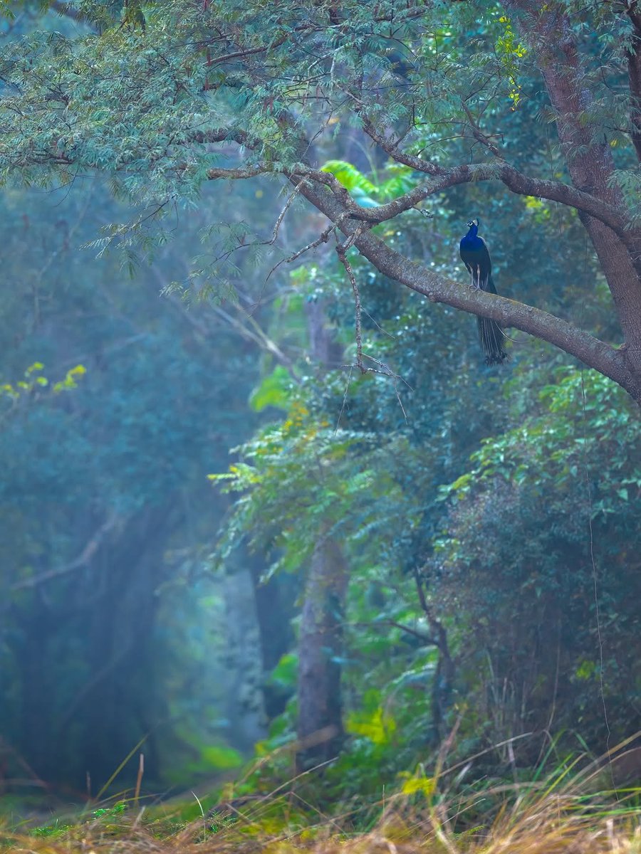 Forests are not just greenery,
they are a treasure of life and stories.
#NatureLover #JanaNayaganCensor #Vijay #Russia #DareYouToDeathEP3 #JIMINxVOGUEKOREA #Reno15SeriesTHxBonnie #Reno15SeriesTHxANY #GrowWithLingling2026 #Martinelli