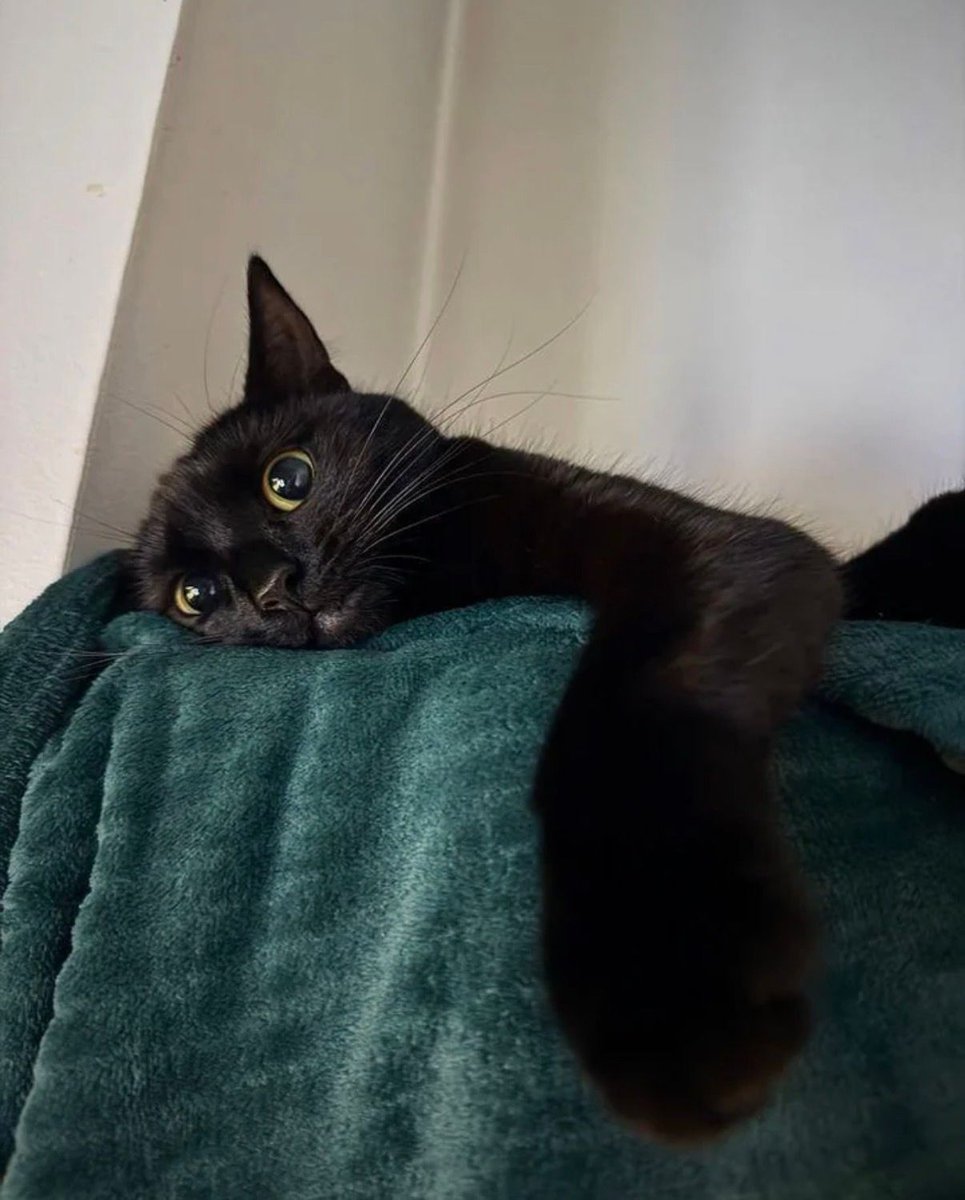 visualscat's tweet image. 