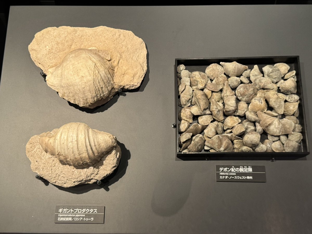 内部に共生するもののおかげでデカくなった貝としては時代は違うけど