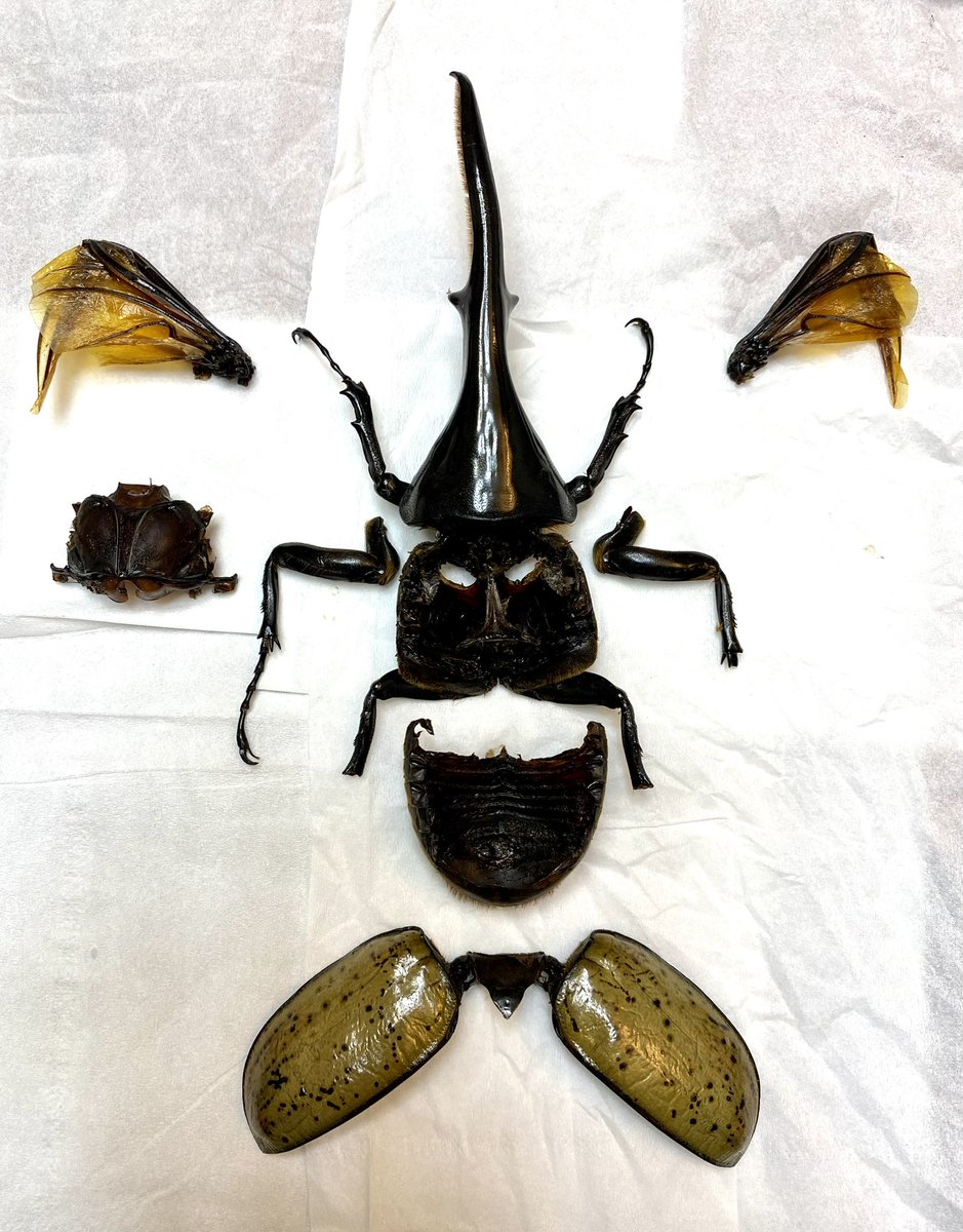 我こそは変態だと思う作品を晒そうぜ 「機械仕掛けの昆虫標本」 欠損