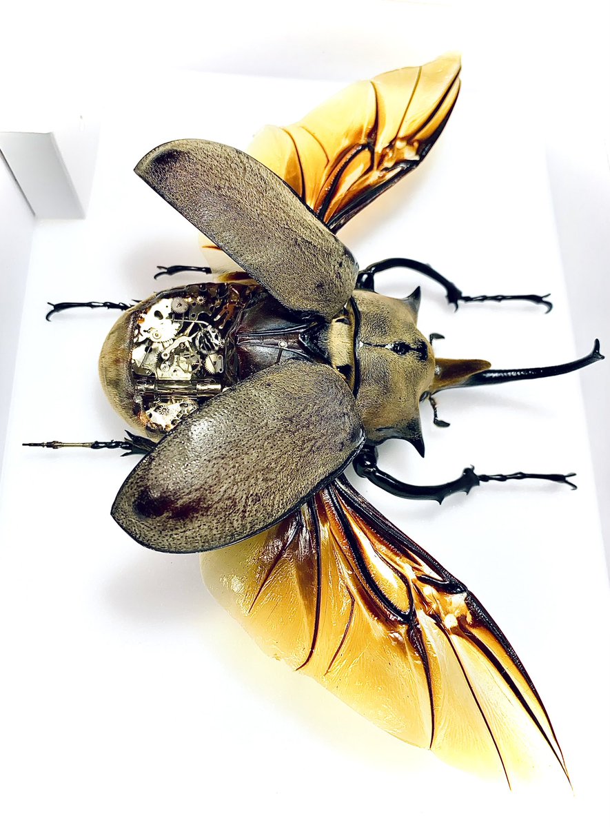 我こそは変態だと思う作品を晒そうぜ 「機械仕掛けの昆虫標本」 欠損