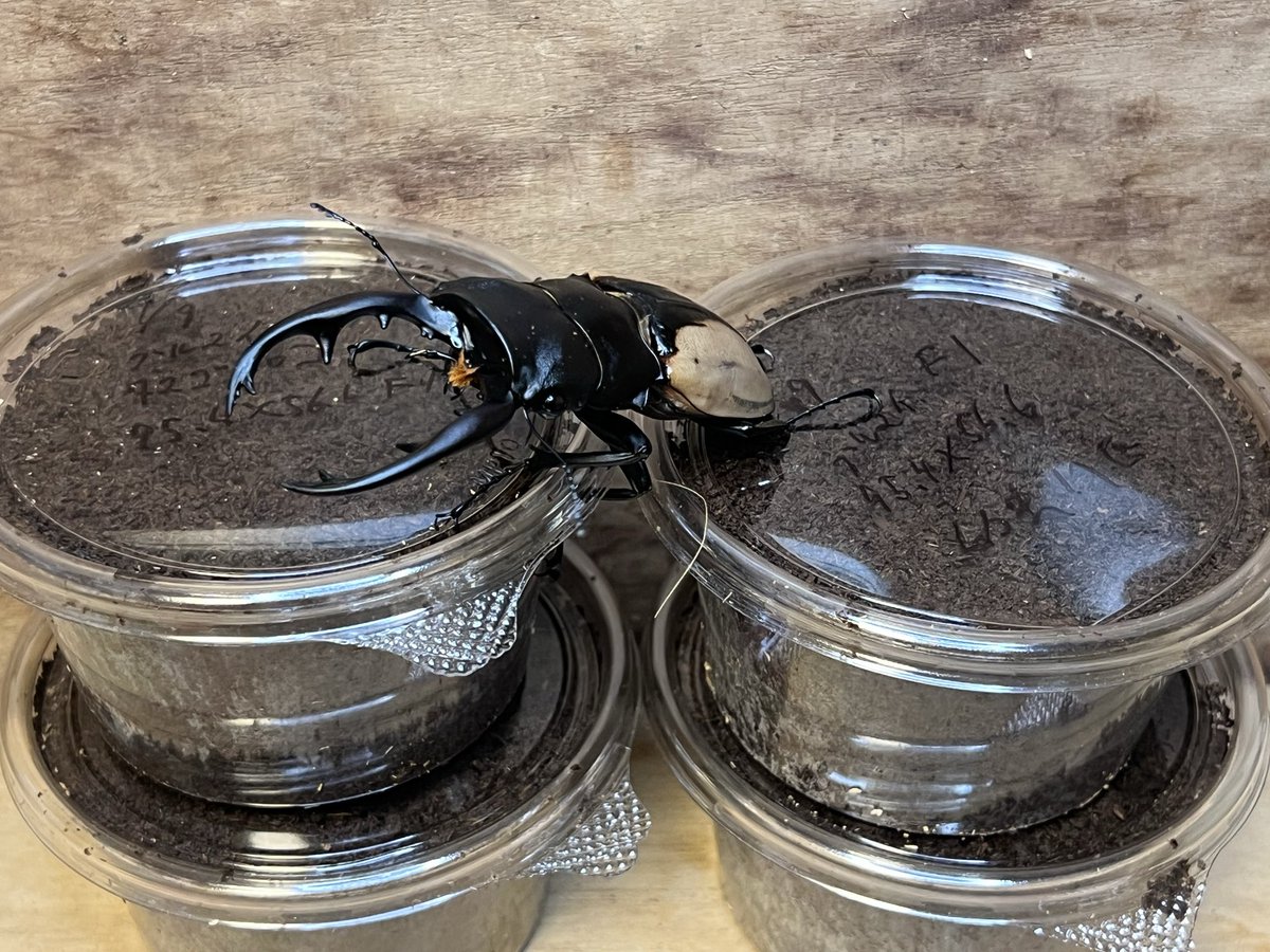 あにや@クワガタブリーダー (@aniya5579) / Posts / X