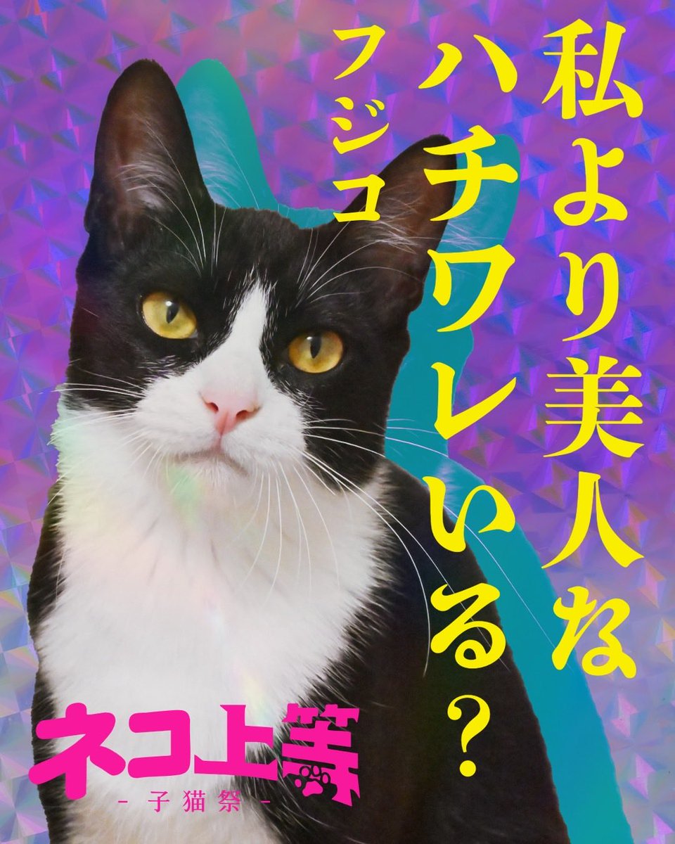 🔥🐾ネコ上等 ―子猫祭―🐾🔥 個性強めな子猫たちが大集合！ 📅1/11(日
