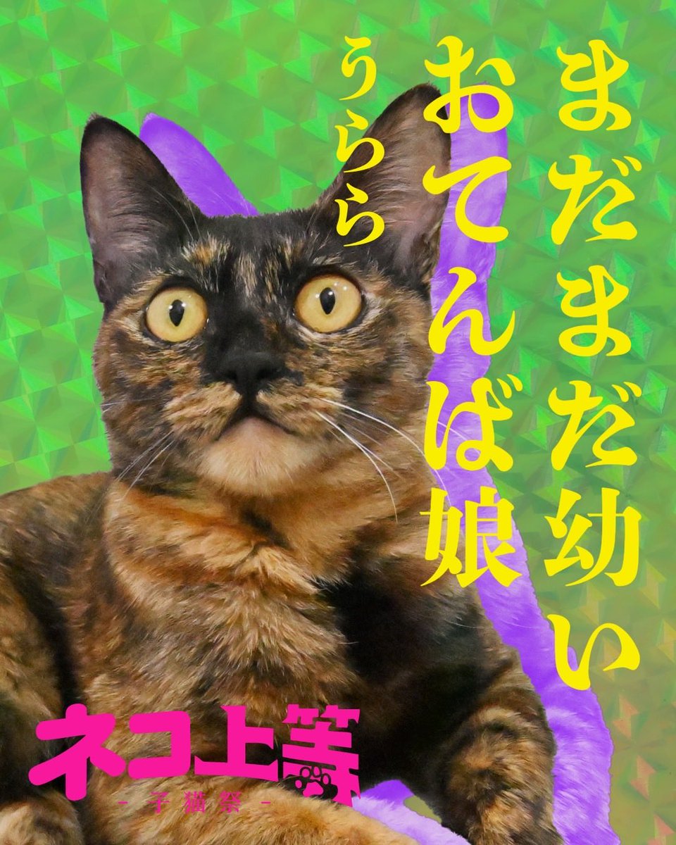 CWelcare's tweet photo. 🔥🐾ネコ上等 ―子猫祭―🐾🔥
個性強めな子猫たちが大集合！
📅1/11(日)12:00〜17:00
📍CATS WELCAREあべの店
大阪市阿倍野区三明町1-8-26
💰参加費無料／完全予約制
📩予約はDMまたは☎06-6654-4060

#ネコ上等 #子猫祭 #保護猫譲渡会 #CATSWELCARE https://t.co/hTsOf82jzr