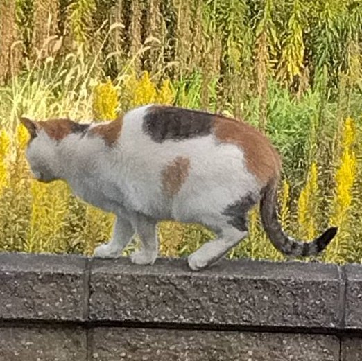 🏠の塀に居た三毛猫ちゃん❤ 明日土曜と日曜は📪のみになります😊 #三