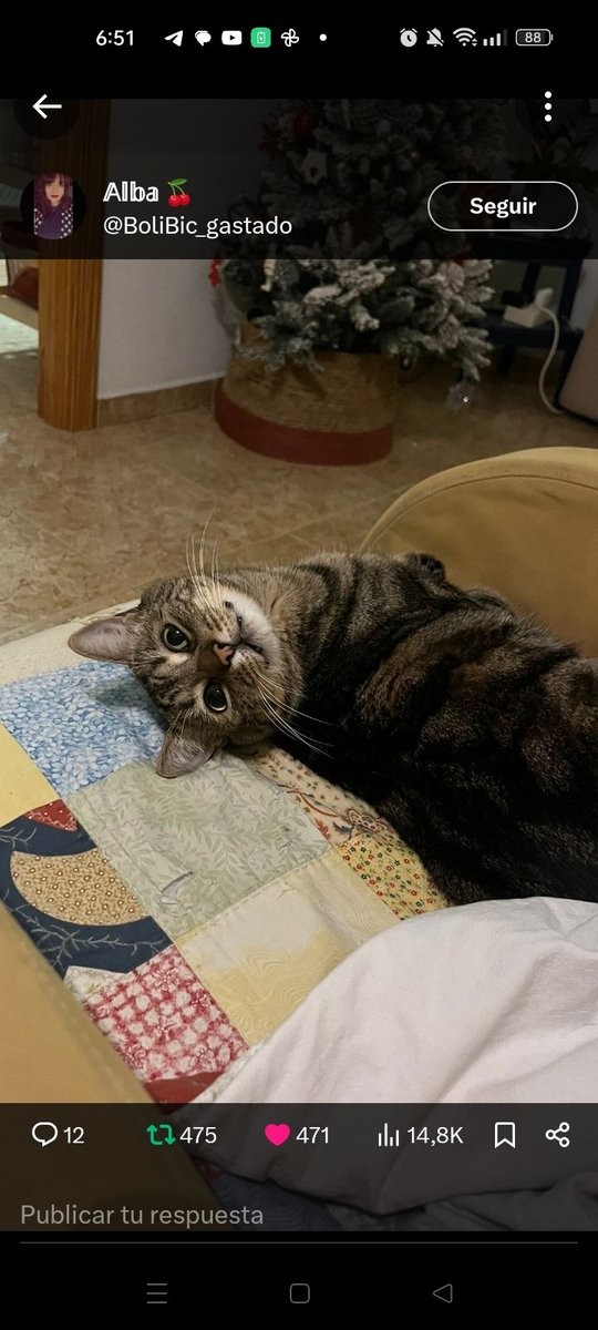 🆘‼️YA NO ME QUIEREN‼️🆘
Solo tengo 3 años y quieren deshacerse de mi, por favor ,estoy en #GUADALAJARA  🙏🏻
CTO <a href="/BoliBic_gastado/">𝔸𝕝𝕓𝕒 🍒</a>
#Adopta #AdoptaNoCompres 
#gatos #adopcion