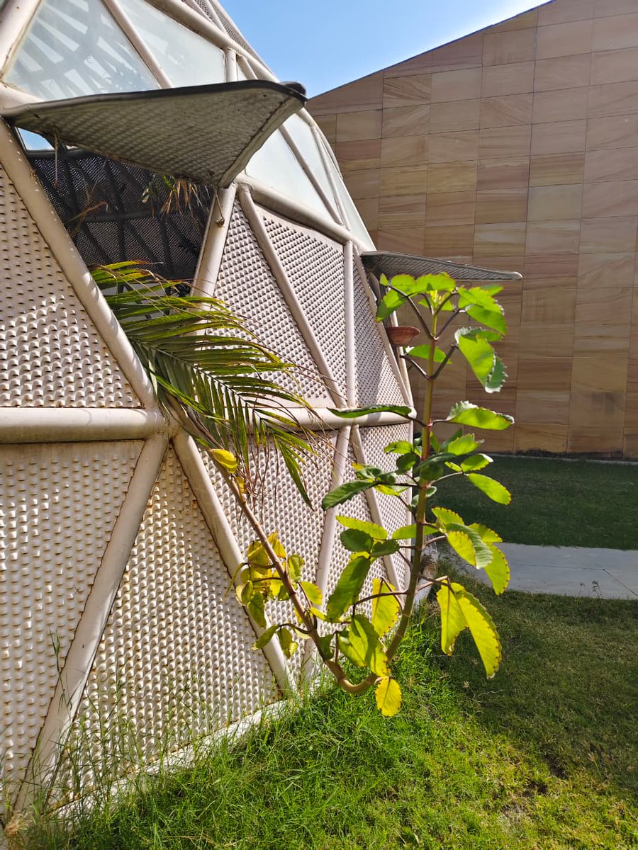 RSCRajkot's tweet photo. No eyes. No nerves.
Still, plants sense light and respond with precision growth.
#Science hiding in plain sight. 
More auxin on the shaded side = faster cell elongation = growth toward light.
🔬🌿
#PlantPhysiology #ScienceInNature
#PlantBehavior #NatureKnows #livingecosystem https://t.co/nISbv6PzTW