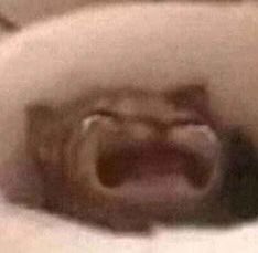 ✦{FILICIA}✦ tweet media