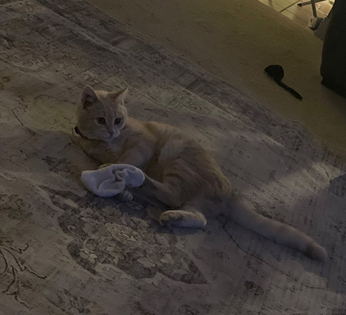 step 1: Give Tallulah so many toys because you are spoiling your kitten 

step 2: watch as she chooses.. a sock.