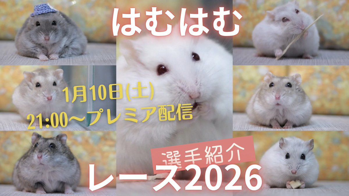 はむ@もっと！はむチラ長屋ch. (@86star2020) / Posts and Replies / X