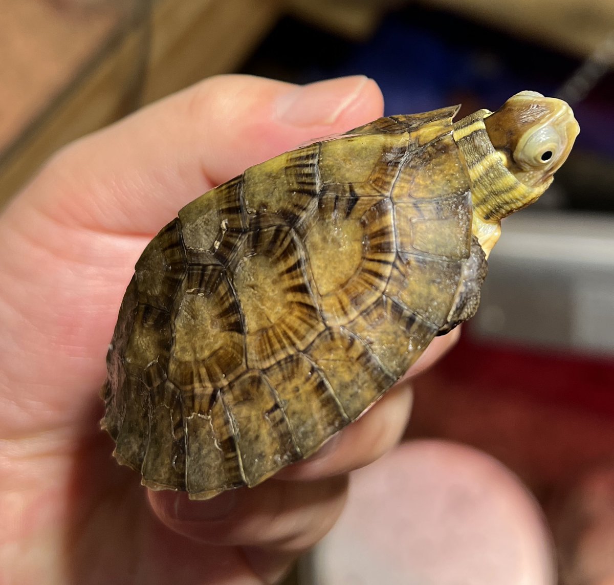 GUMI (@gumiredfoot) / Posts / X