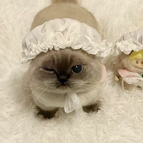 ลินบี้🎀(CMS Open) tweet media