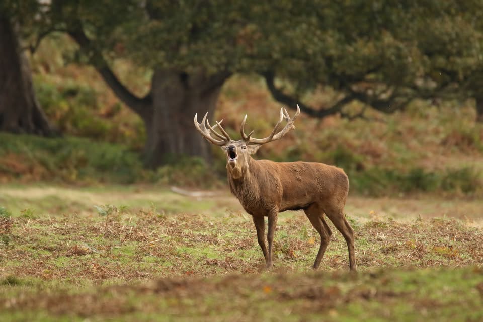 British Deer Society (BDS) tweet media