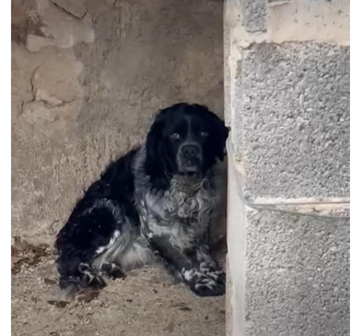Tiembla de miedo, de pánico absoluto al ver a su dueño que no humano 😞😢
Copio :

🚨🚨MUY URGENTE 🚨🚨

Su dueño no lo quiere..
#TOM lleva 7 años dentro de esa jaula temblando de miedo cuando ve a su dueño!!!!
TOM necesita una casa de acogida para poder salir de ahí 🙏🙏🙏