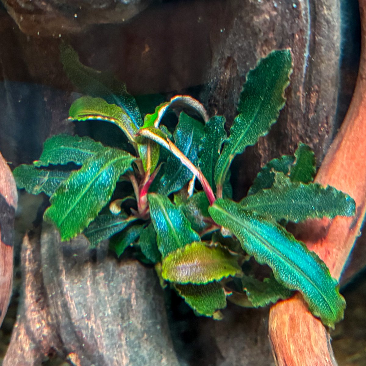 あたしゃ定番種が好きだよ。 いつでも手に入るからね。