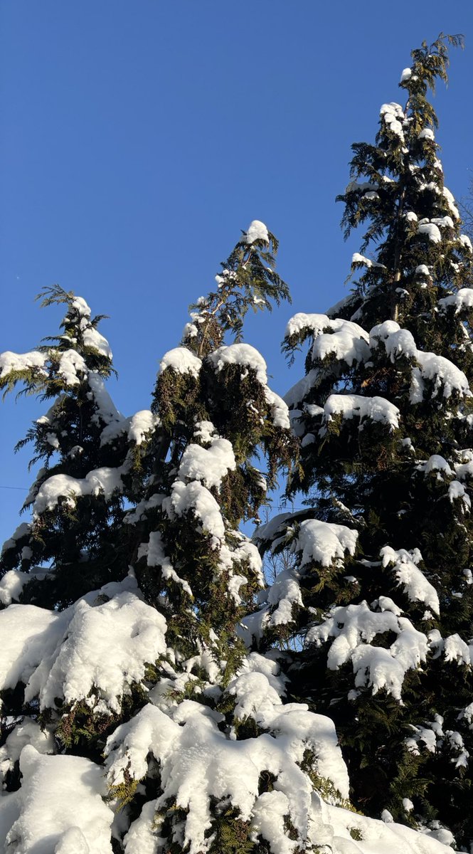 maybe i will build a snowwoman today