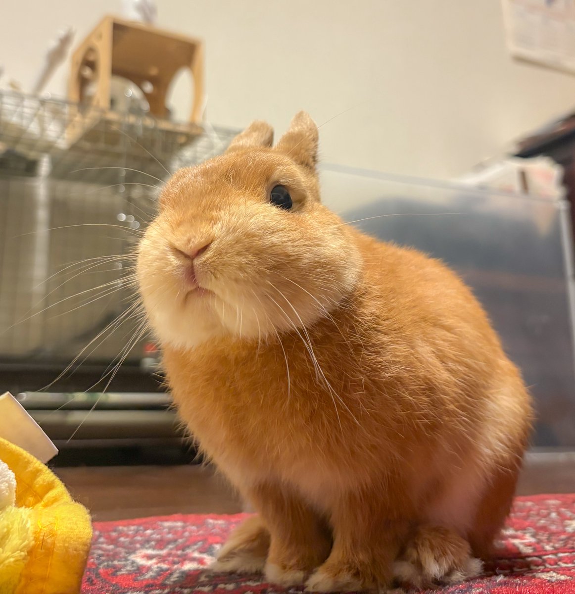 うさぎXうさぎ Post by ぶらん on X: うさぎ