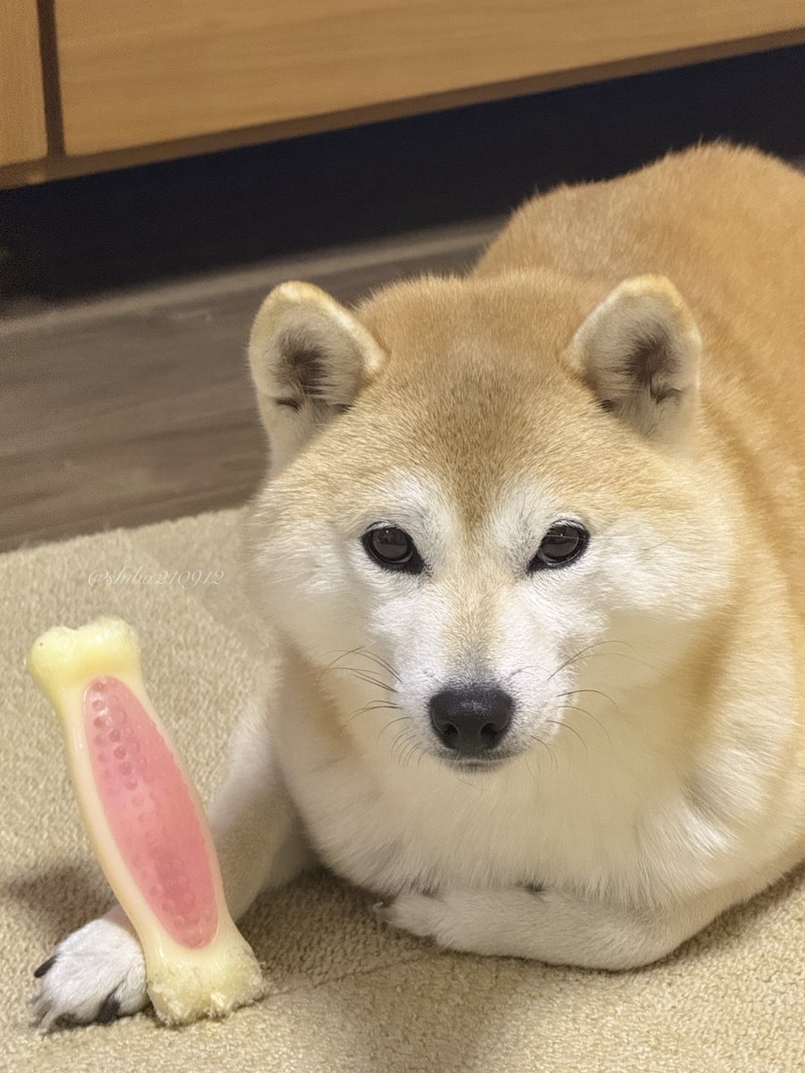 柴犬もも (@shiba210912) / Posts / X