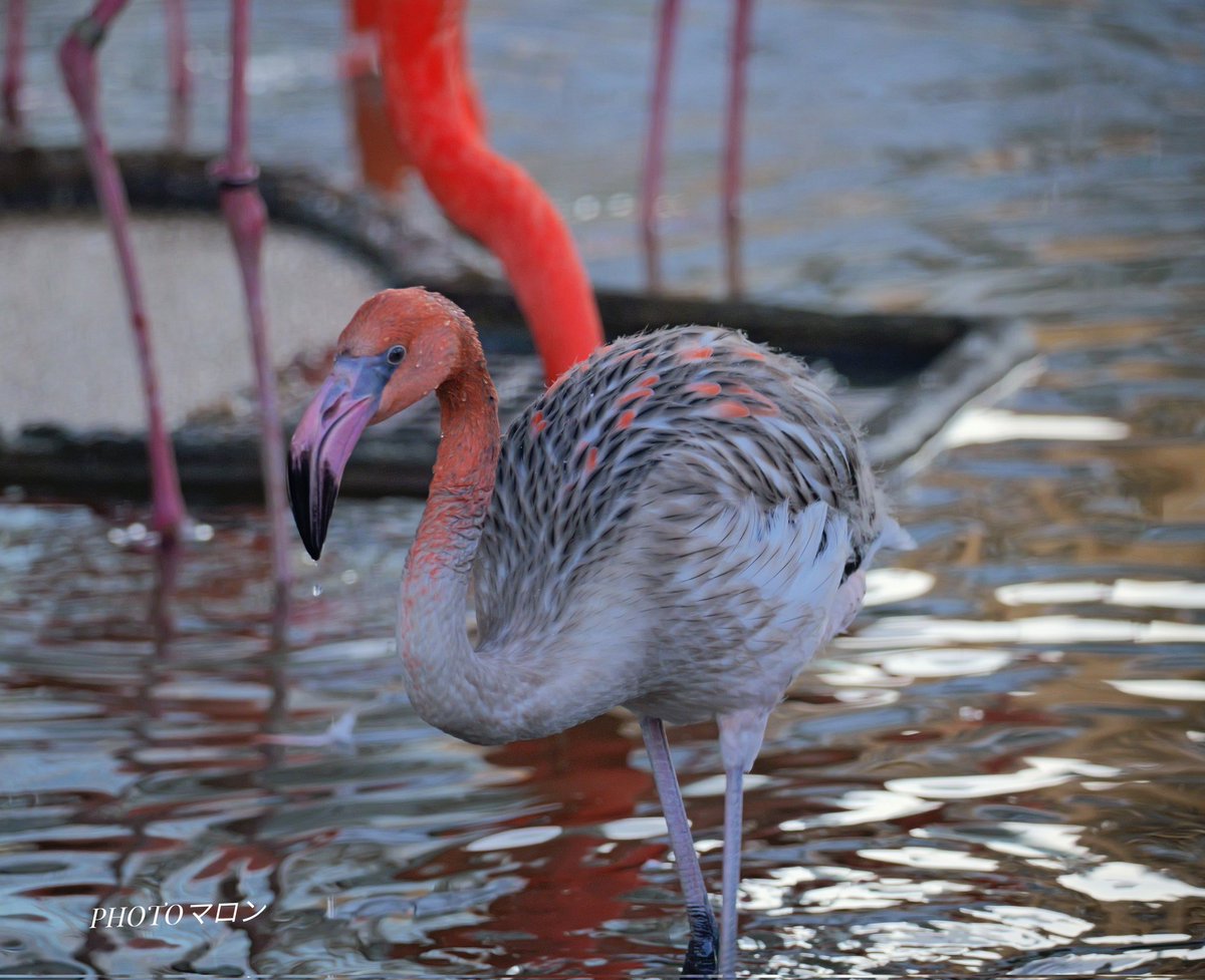 マロン (@MARON28mm) / Posts / X